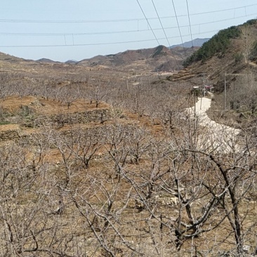 烟台大樱桃自有果园