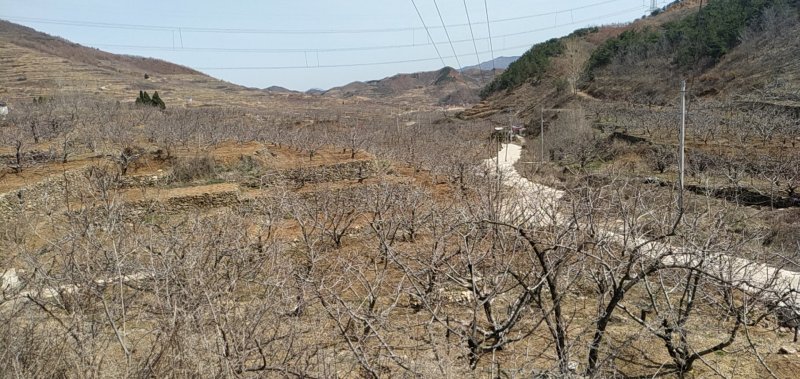 烟台大樱桃自有果园