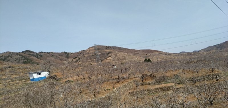 烟台大樱桃自有果园