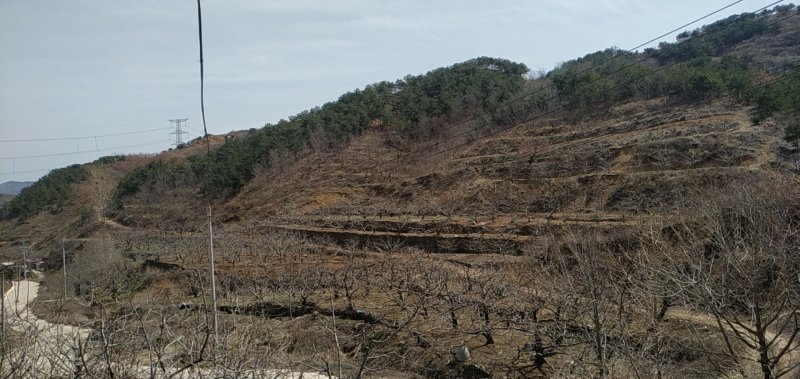 烟台大樱桃自有果园