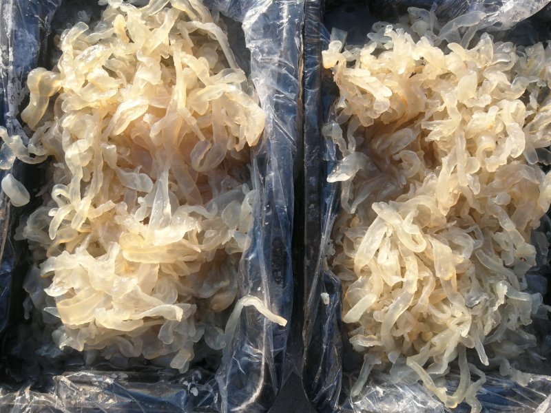大量供应批发酒店食商超团购福利渤海湾捕捞海蜇丝海蜇头