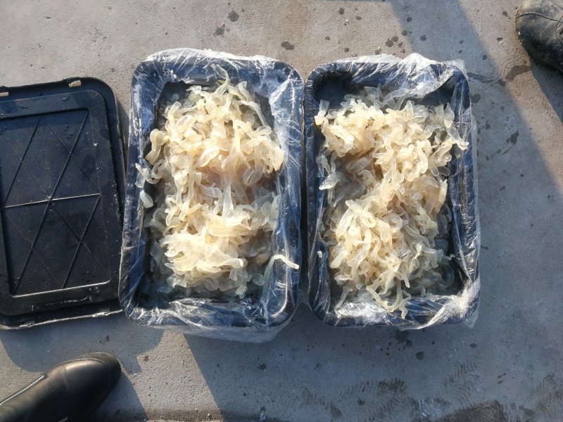大量供应批发酒店食商超团购福利渤海湾捕捞海蜇丝海蜇头