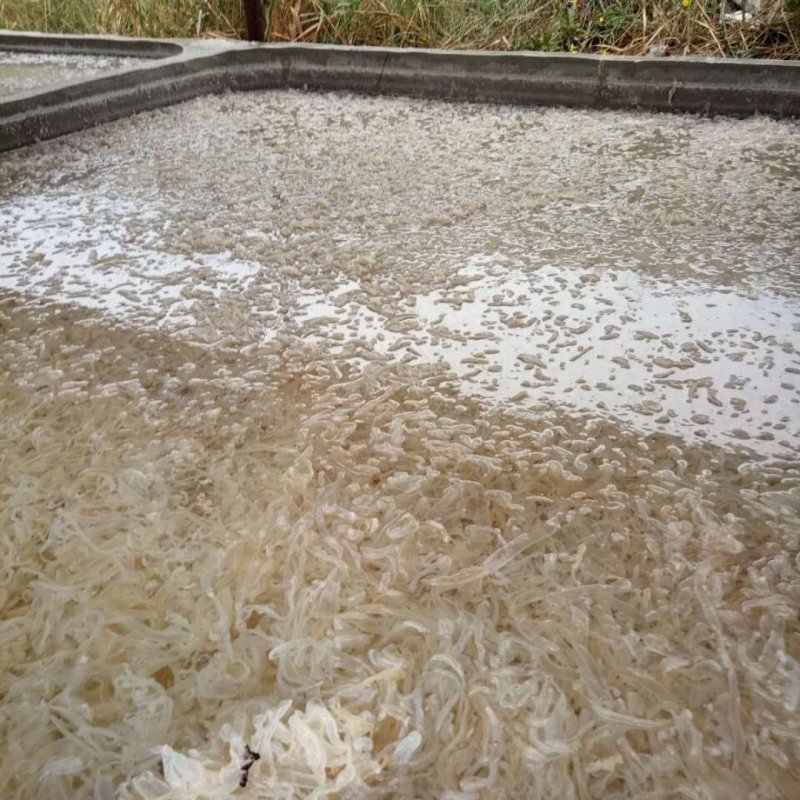 大量供应批发酒店食商超团购福利渤海湾捕捞海蜇丝海蜇头