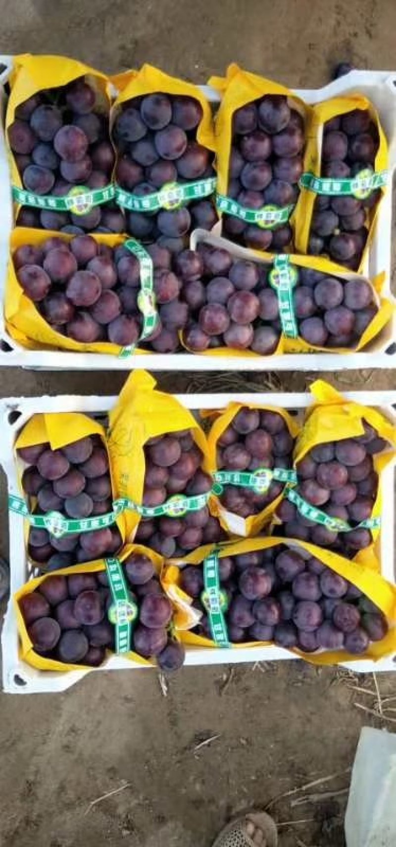 【热卖中】河北饶阳暖棚乒乓球葡萄，品种齐全规格齐全市场专供