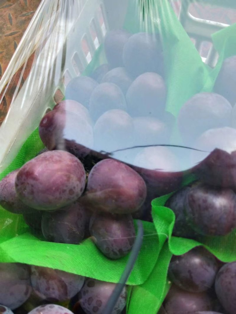 【热卖中】河北饶阳暖棚乒乓球葡萄，品种齐全规格齐全市场专供