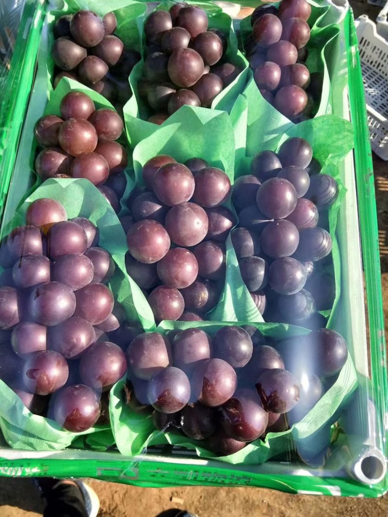 【热卖中】河北饶阳暖棚乒乓球葡萄，品种齐全规格齐全市场专供