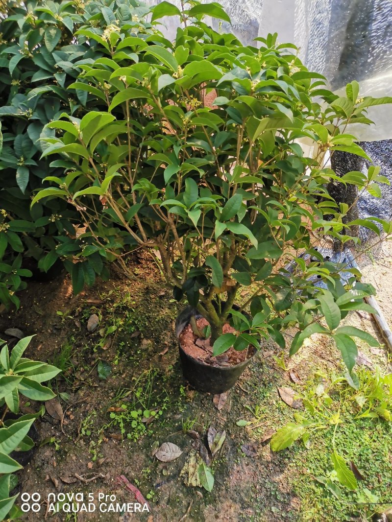 桂花