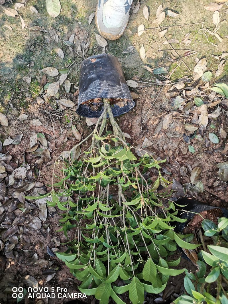 桂花