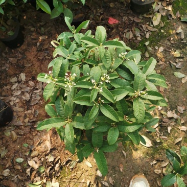 桂花