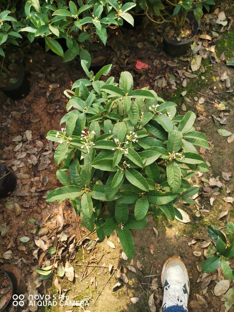 桂花