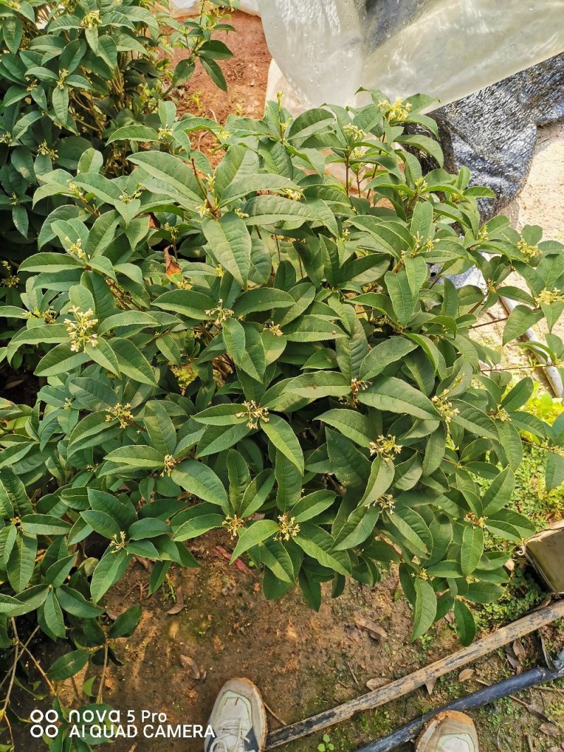 桂花
