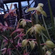 蕙兰