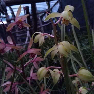 蕙兰