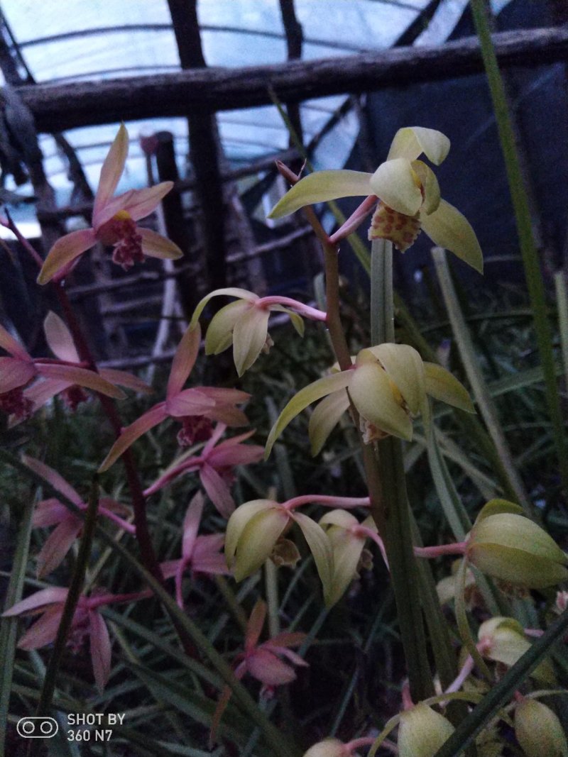 蕙兰
