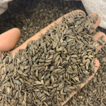 牛子牛蒡子炒牛蒡子一公斤起批无硫磺熏蒸