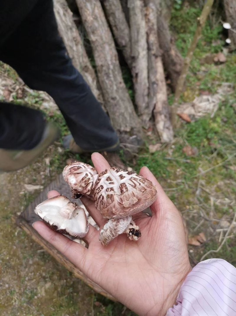 一件代发椴木茶花菇椴木干香菇整箱18公斤起批包邮