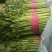 【芹菜】河北邯郸永年皇后芹菜大量上市产地直发量大价优