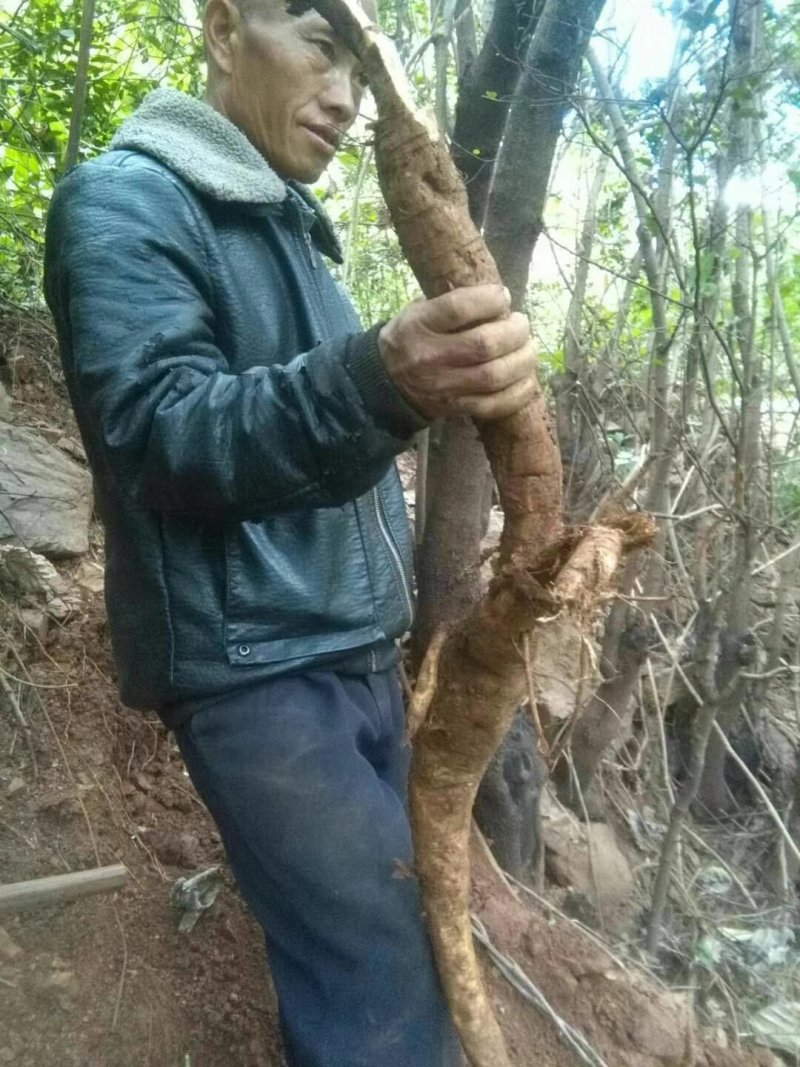 云南丽江野生葛根干货