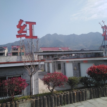藏红花(西红花)合作社，正宗国产，优质种球，包成活。