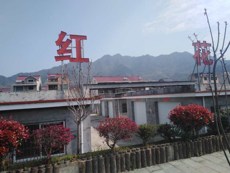 藏红花(西红花)合作社，正宗国产，优质种球，包成活。