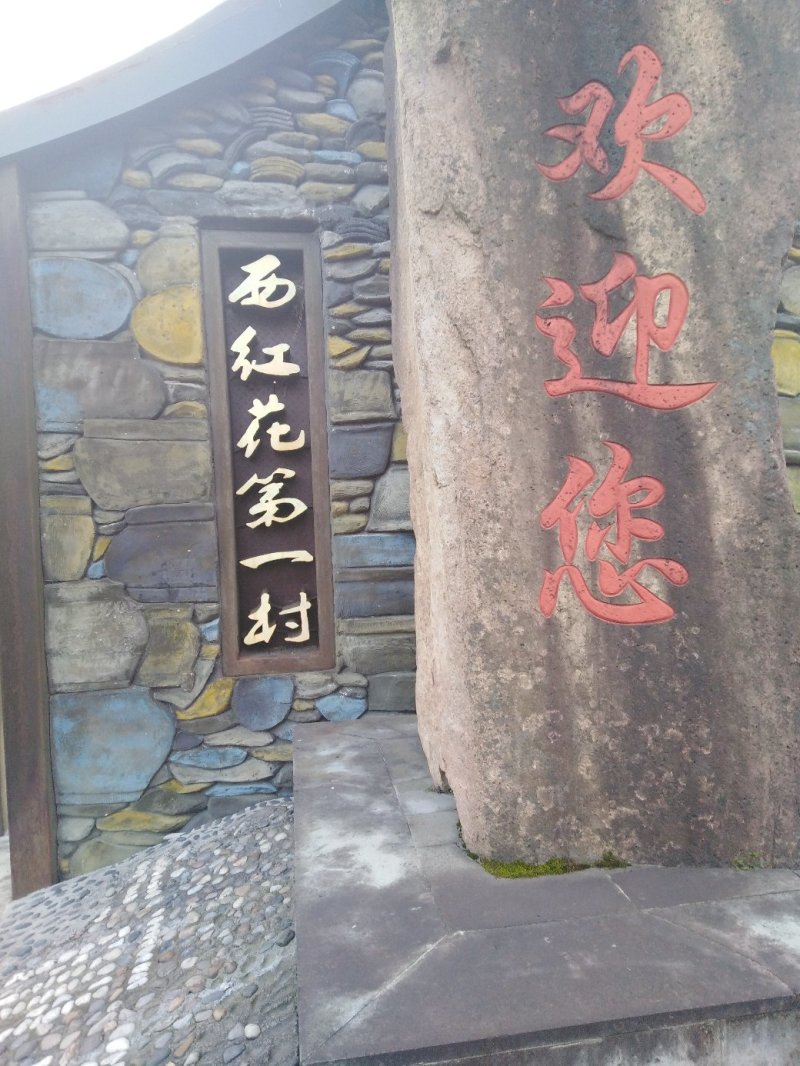 藏红花(西红花)合作社，正宗国产，优质种球，包成活。