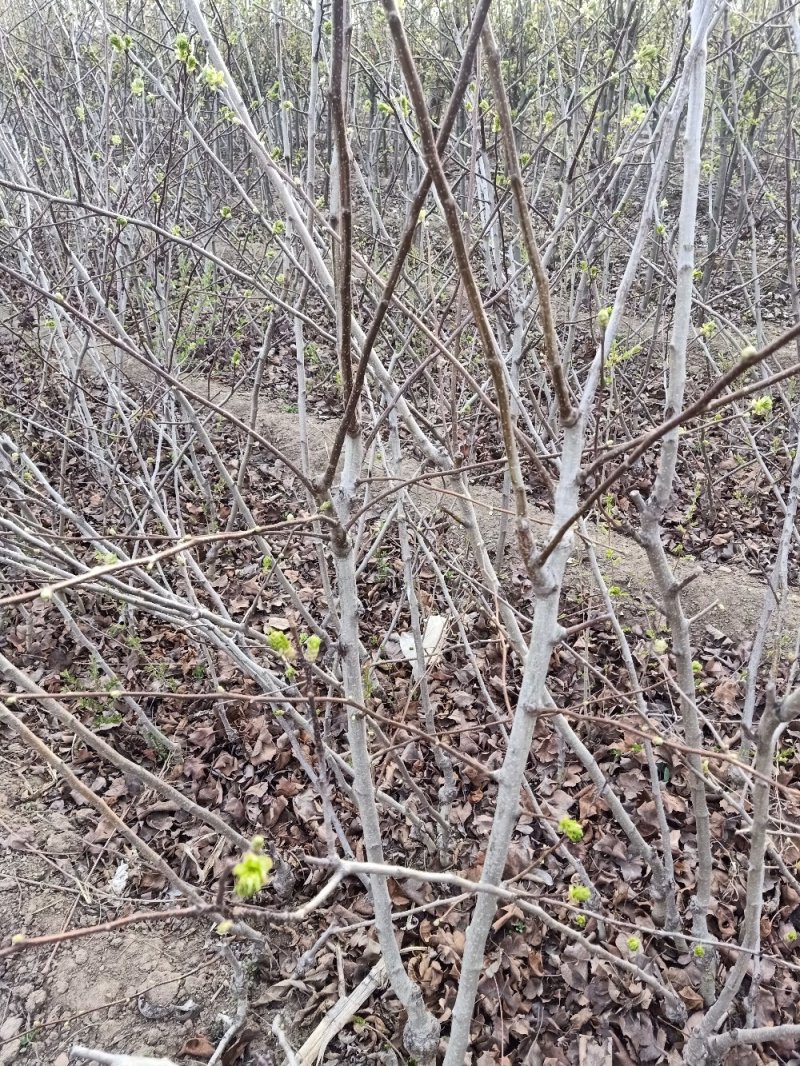 山楂树，绿化风景之优美，占地树下金钱贵，自家种植量大从优
