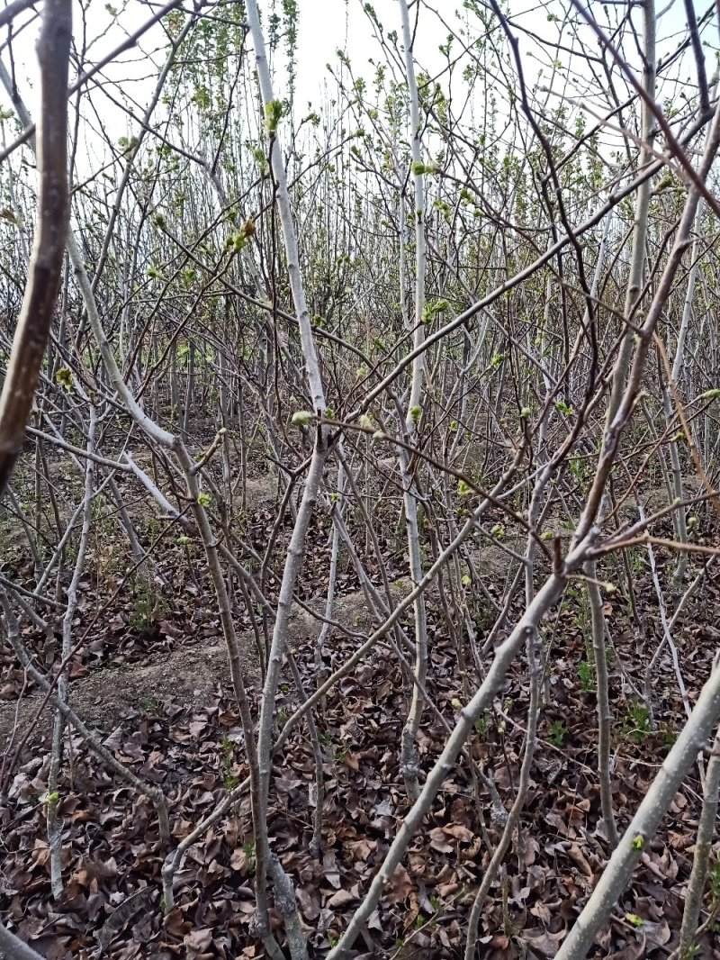 山楂树，绿化风景之优美，占地树下金钱贵，自家种植量大从优