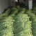 精品红帽蒜苔，蒜薹，干谭，50到60，可以精品加工小把，