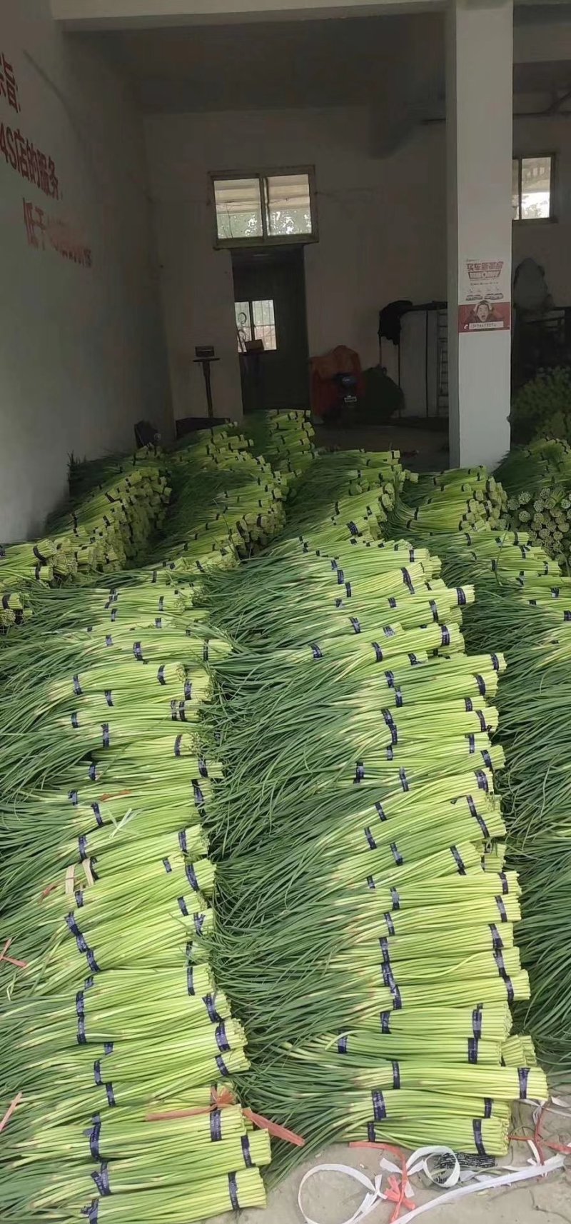 精品红帽蒜苔，蒜薹，干谭，50到60，可以精品加工小把，