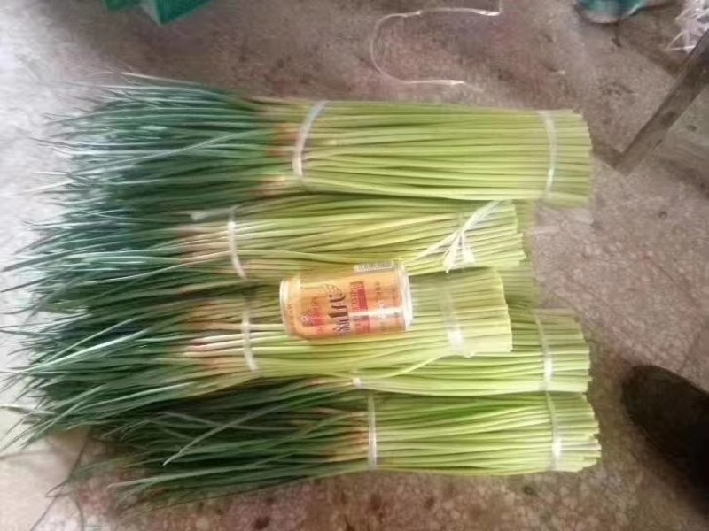 精品红帽蒜苔，蒜薹，干谭，50到60，可以精品加工小把，