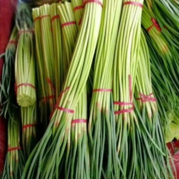 精品红帽蒜苔，蒜薹，干谭，50到60，可以精品加工小把，