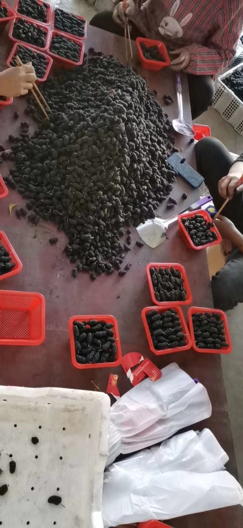 桑椹