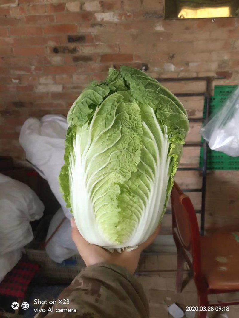 聊城蔬菜采购基地，白菜大量供应中，