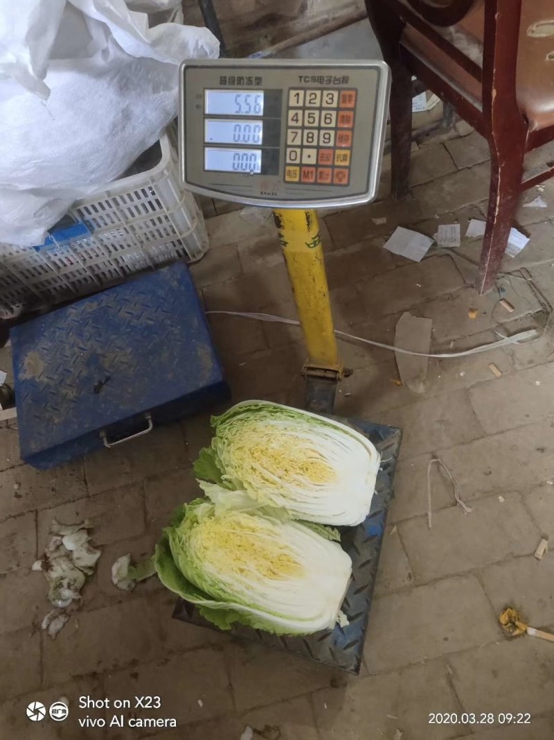 聊城蔬菜采购基地，白菜大量供应中，