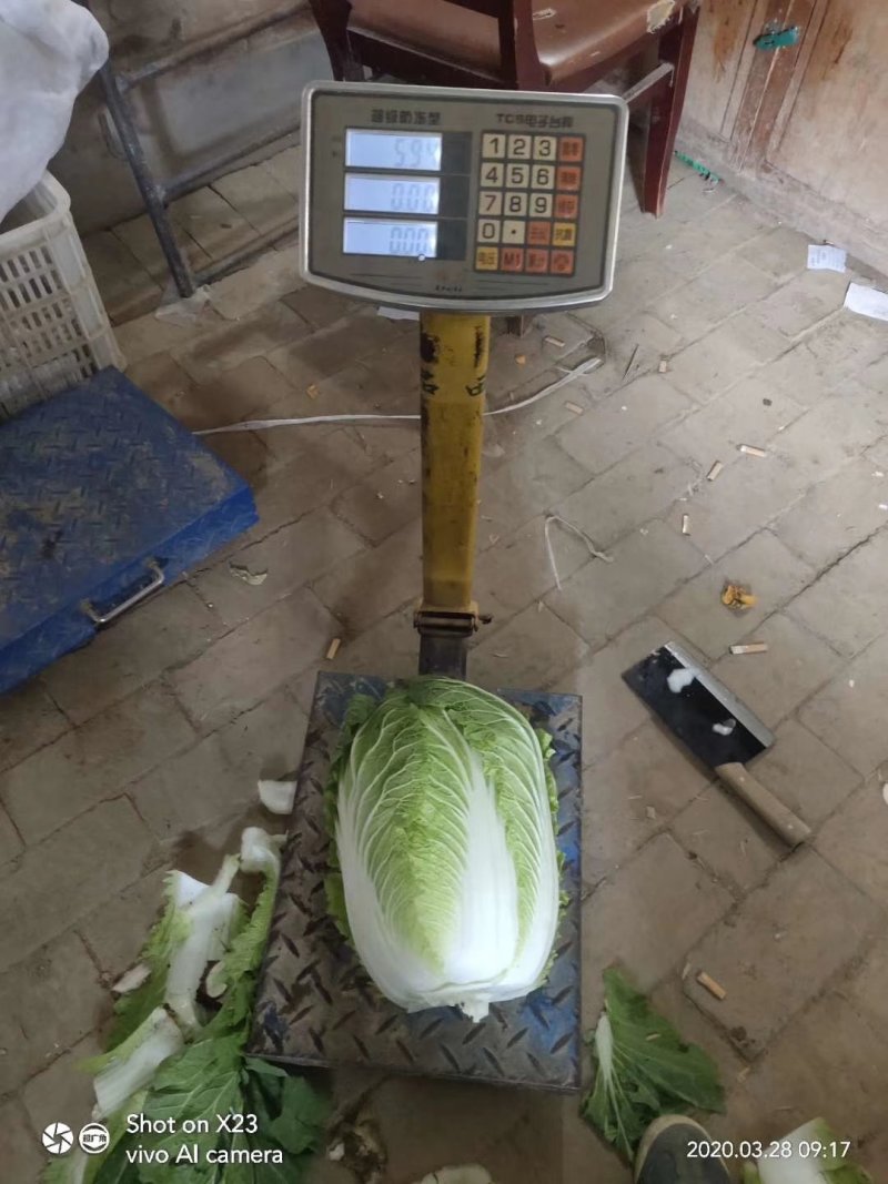 聊城蔬菜采购基地，白菜大量供应中，