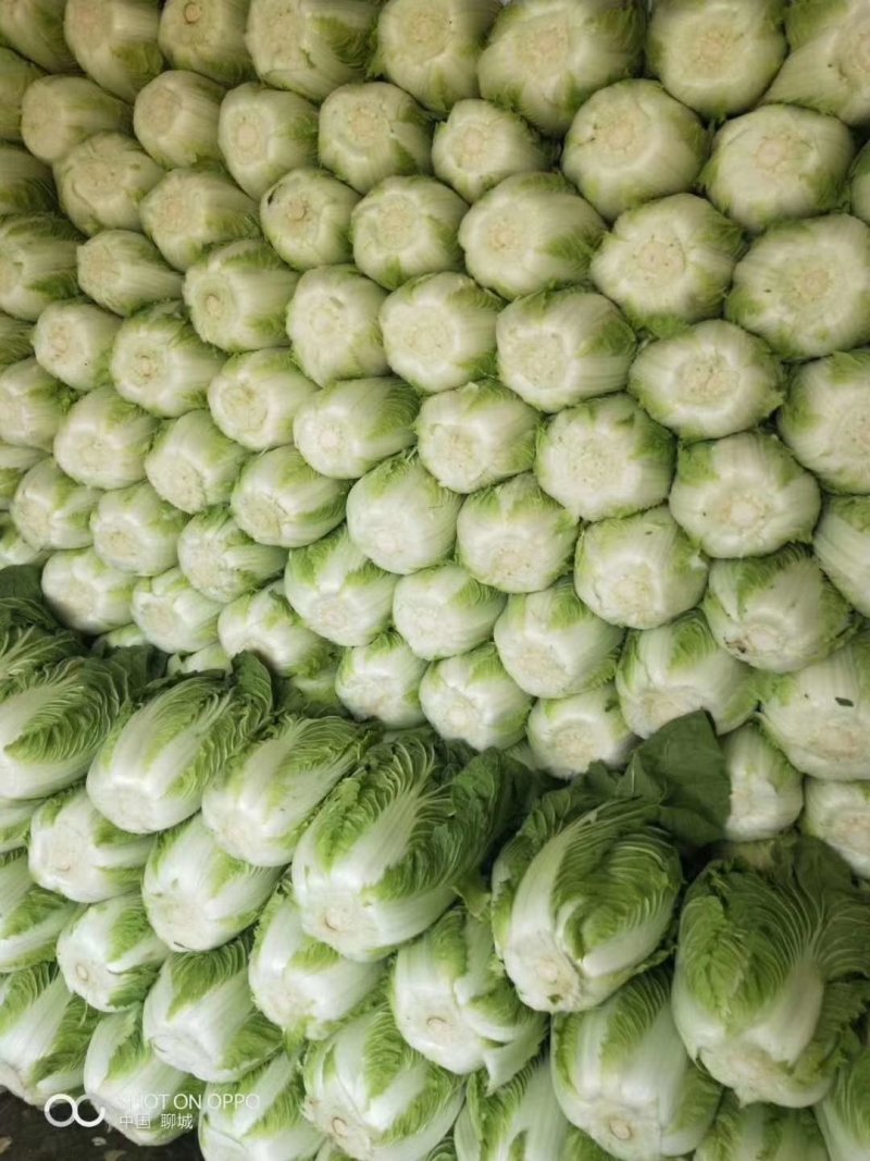 聊城蔬菜采购基地，白菜大量供应中，
