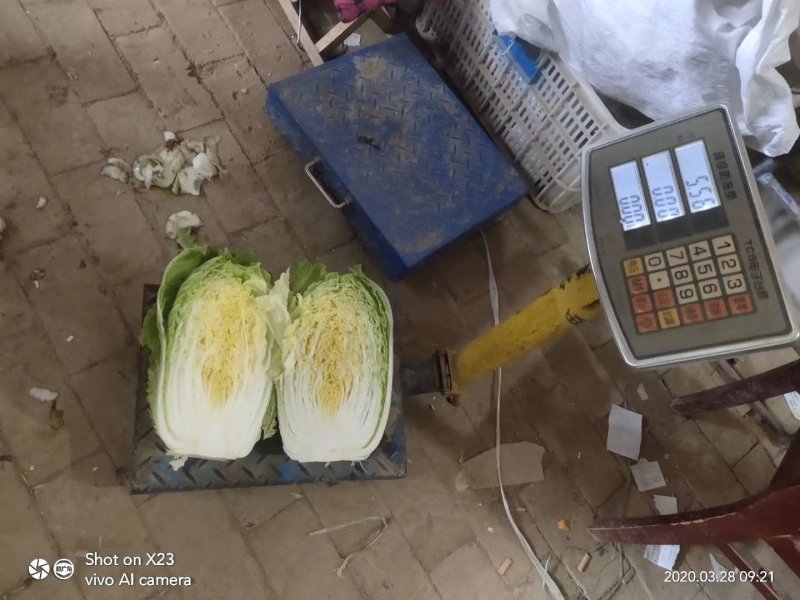 聊城蔬菜采购基地，白菜大量供应中，