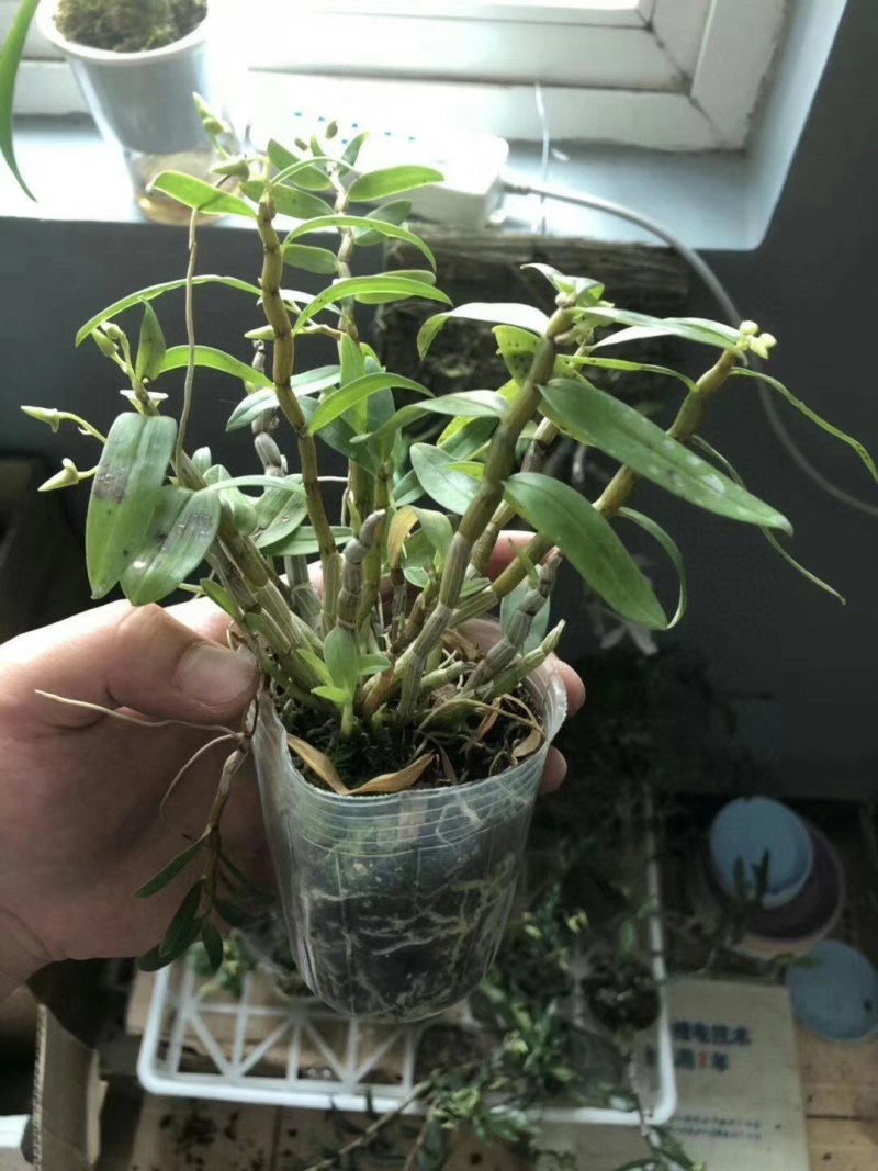 铁皮石斛杯苗驯化苗雁荡山品种石斛苗