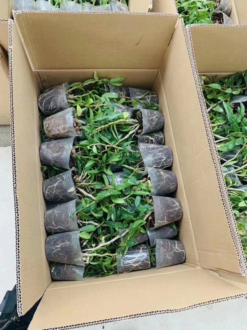 铁皮石斛杯苗驯化苗雁荡山品种石斛苗
