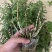 铁皮石斛杯苗驯化苗雁荡山品种石斛苗