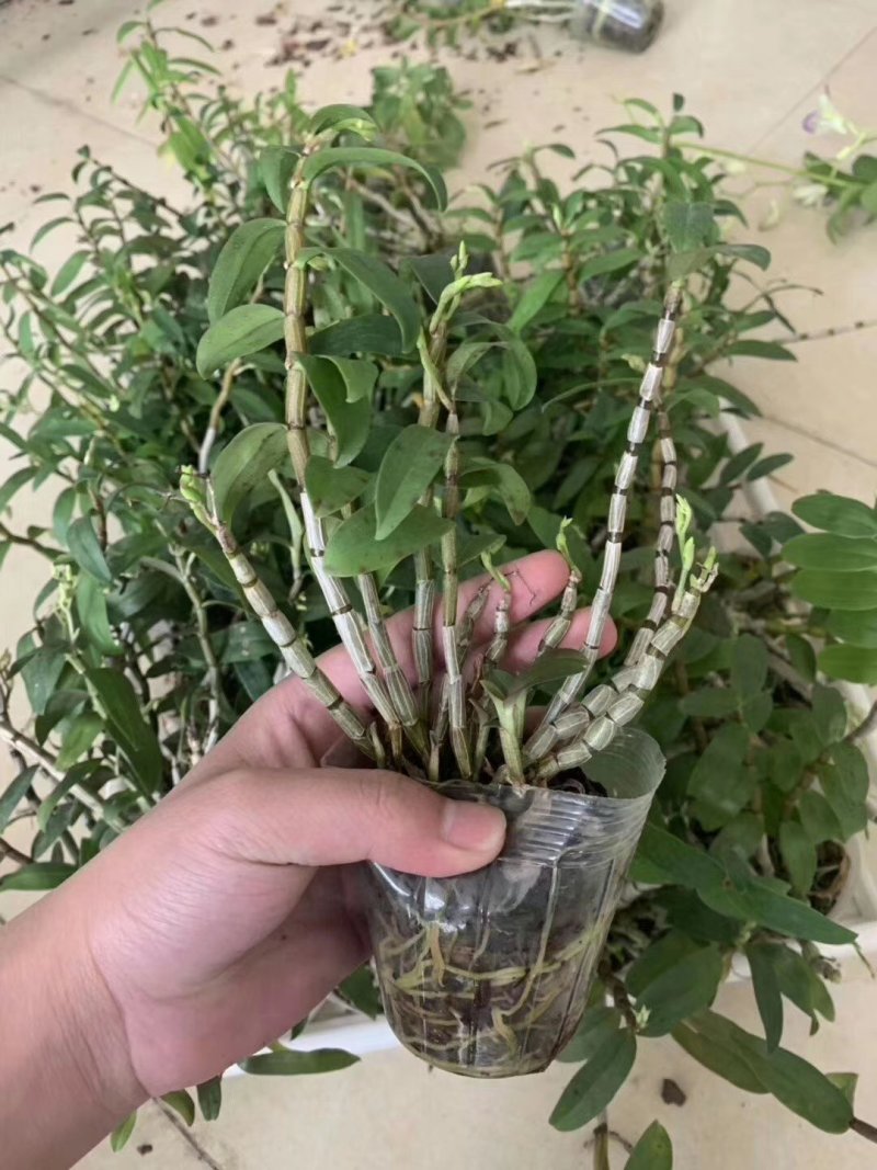 铁皮石斛杯苗驯化苗雁荡山品种石斛苗