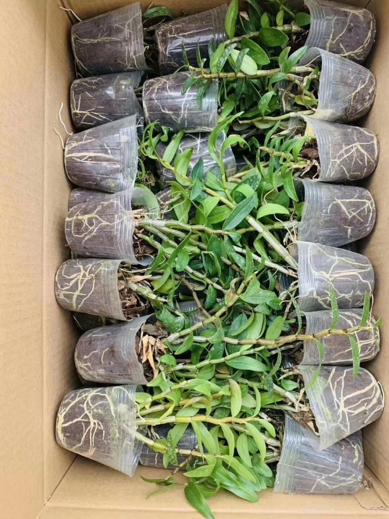 铁皮石斛杯苗驯化苗雁荡山品种石斛苗