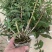 铁皮石斛杯苗驯化苗雁荡山品种石斛苗