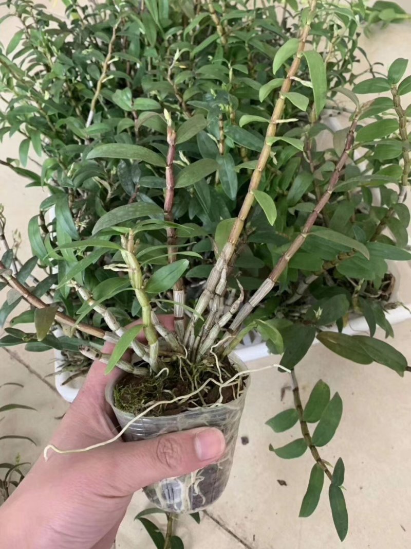 铁皮石斛杯苗驯化苗雁荡山品种石斛苗