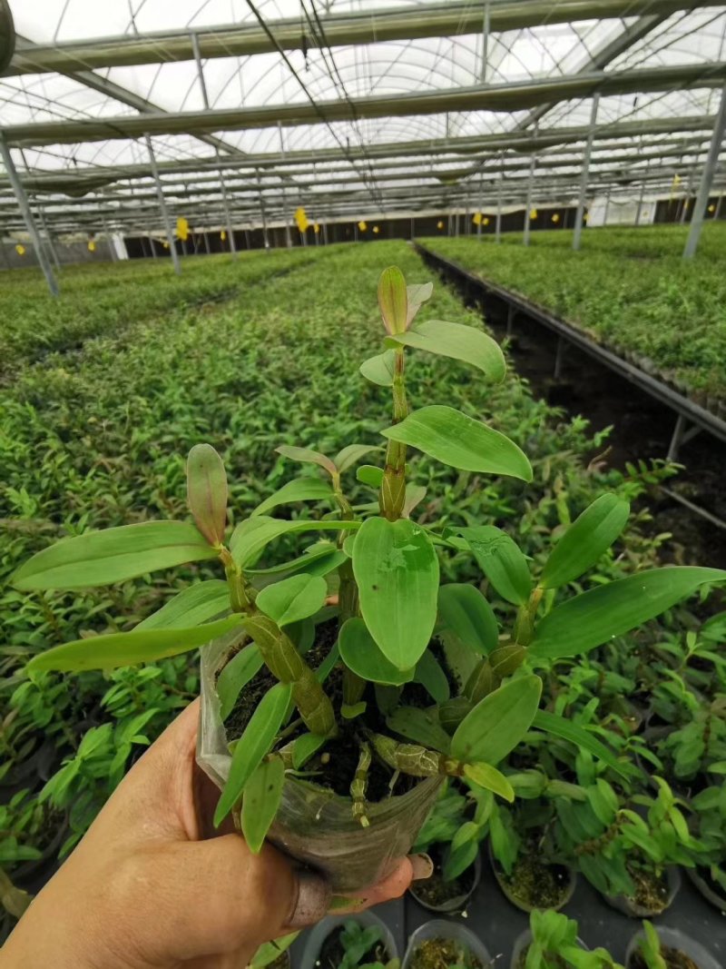 铁皮石斛杯苗驯化苗雁荡山品种石斛苗