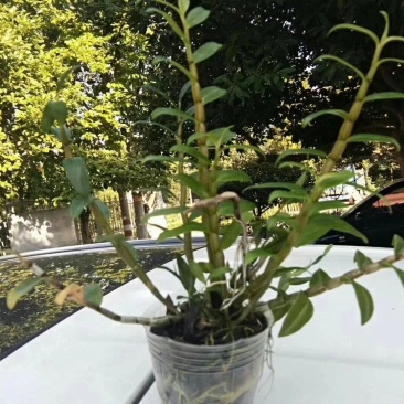 铁皮石斛杯苗驯化苗雁荡山品种石斛苗