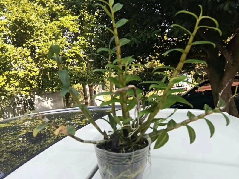 铁皮石斛杯苗驯化苗雁荡山品种石斛苗