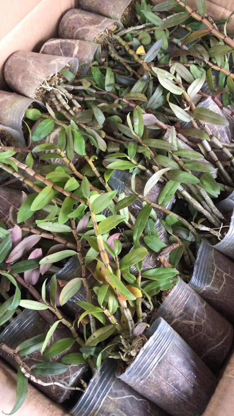 铁皮石斛杯苗驯化苗雁荡山品种石斛苗