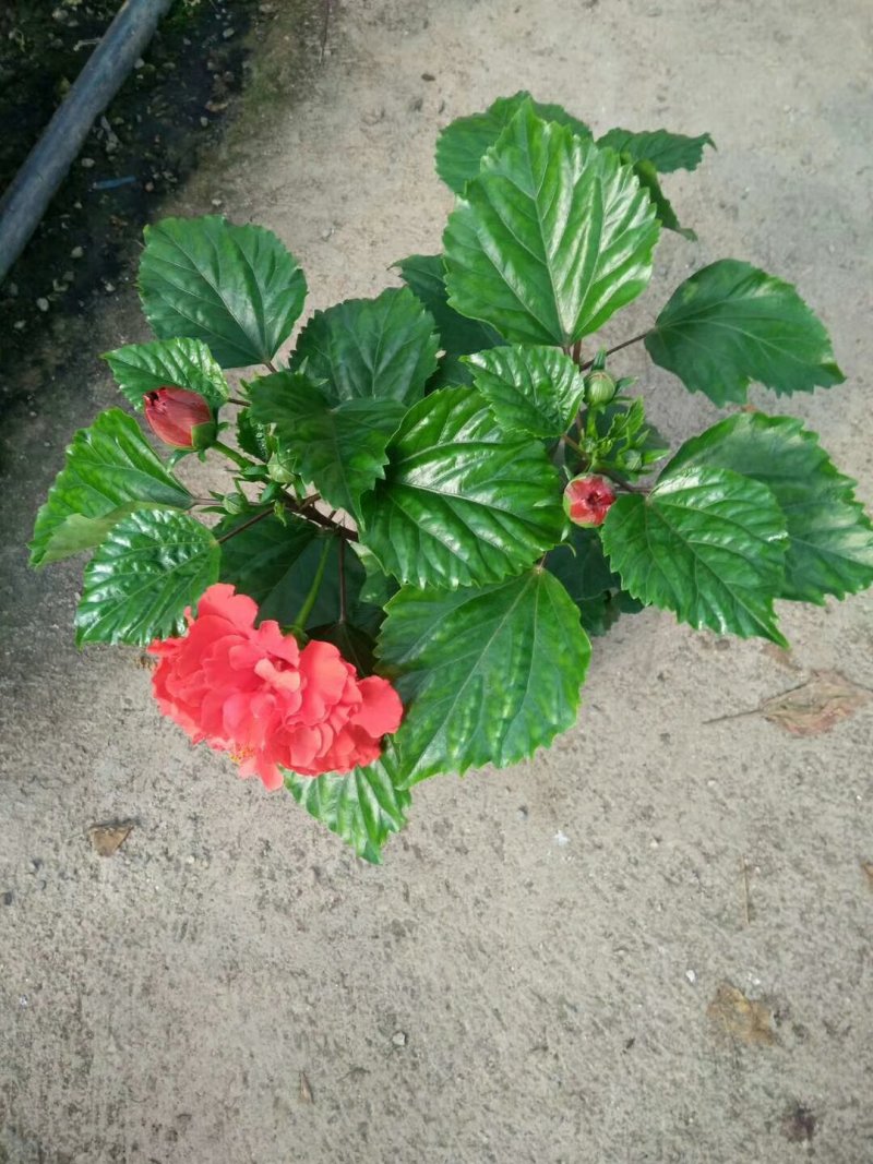 双瓣丹麦木槿红色澄色质量高