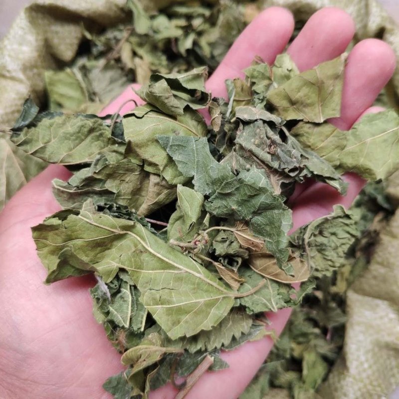 桑叶桑树叶青桑叶霜桑叶各种中草药